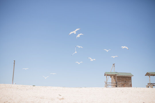 seagulls in the sky, sea landscape