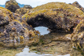 close up on the background of stones on the surface of the water overgrown with seaweed, background for the wall and wallpaper, landscape on the island of Koh Samui in Thailand