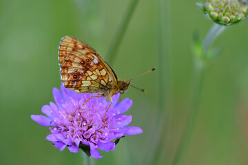 Falter auf Blume