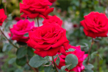 Scarlet tea-hybrid rose with dew drops on the petals