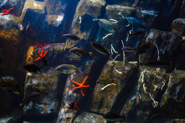 Little colorful fish, bright coral reef in aquarium. Underwater life.