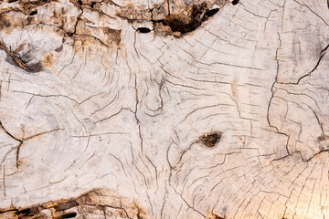 a section of a trunk of a perennial tree on the island of Koh Samui in Thailand, art created by nature, background for the wall and wallpaper