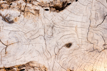 a section of a trunk of a perennial tree on the island of Koh Samui in Thailand, art created by nature, background for the wall and wallpaper