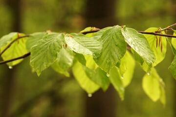 The rain drops have fresh leaves in the spring forest, fuzzy background and copy space
