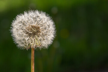 The Mature dandelion flower with seeds