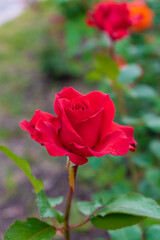 Red rose in the morning garden
