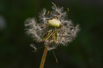 The Mature dandelion flower with seeds