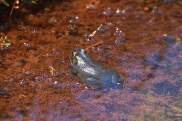 Big Frog Half Submerged in Shallow Waters