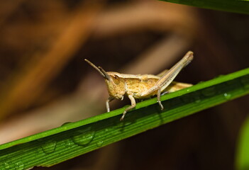 Grasshopper on the grass (Chorthippus biguttulus)