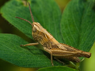 Grasshopper on a leaf (Chorthippus biguttulus)