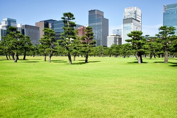 Pine trees on the grass in Tokyo.