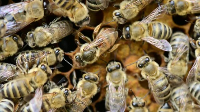 Bee colony - bee queen nests egs in be hive in honeycomb with honey bees all around	