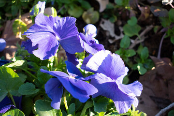 one of the first spring flowers. Petunia in the garden. Purple crocus flower.