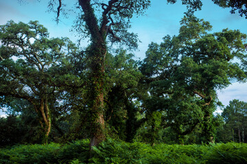 cork oak forest at dawn