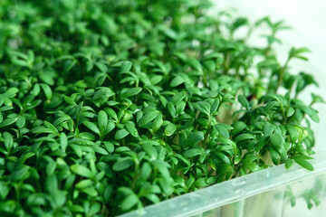Plastic boxes with growing microgreens of watercress and broccoli. Close up
