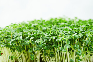 Close-up of microgreen broccoli. Concept of home gardening and growing greenery indoors