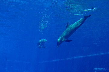 Obraz premium dolphins in a large blue aquarium closeup