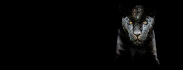 Template of a Black Jaguar with a black background © AB Photography