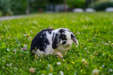 Bunny in grass outside.