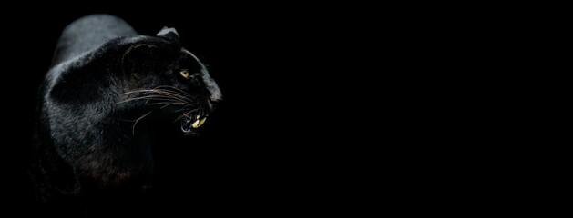 Template of a Black panther with a black background