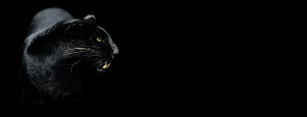 Poster Im Rahmen Vorlage eines schwarzen Panthers mit schwarzem Hintergrund © AB Photography