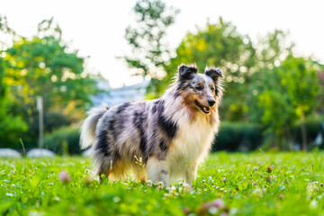 Sheltie, shetland shepherd - sheepdog dog in grass