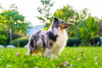 Shelty, shetland shepherd - sheepdog dog in grass