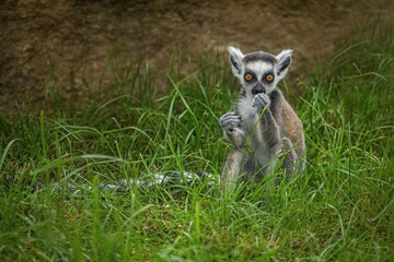 Young ring tailed lemur with long black and white tail and bright orange eyes sitting on green grass feeding himself looking funny.
