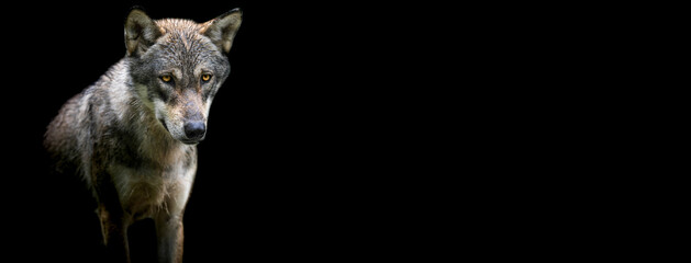Template of a Grey Wolf with a black background