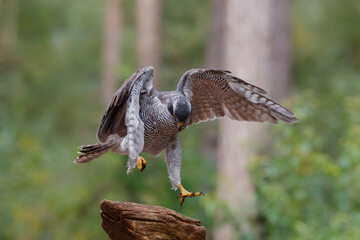 Northern Goshawk  (Accipiter gentilis) jumping on a branch in the forest of Noord Brabant in the Netherlands. 