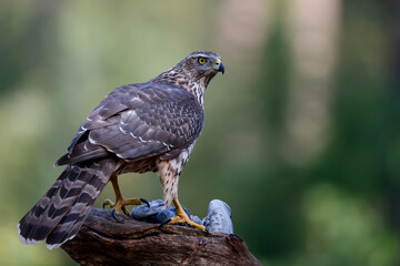 Northern Goshawk  (Accipiter gentilis) sitting on a branch with a dove in the forest of Noord Brabant in the Netherlands. 