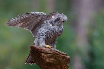 Northern Goshawk  sitting 
(Accipiter gentilis) on a branch in the forest of Noord Brabant in the Netherlands. 