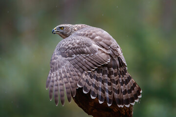Northern Goshawk  sitting 
(Accipiter gentilis) on a branch in the forest of Noord Brabant in the Netherlands. 