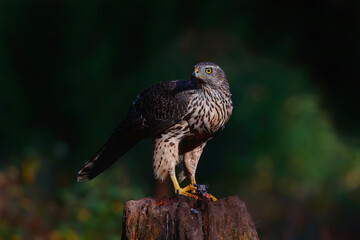Northern Goshawk  sitting 
(Accipiter gentilis) on a branch in the forest of Noord Brabant in the Netherlands. 