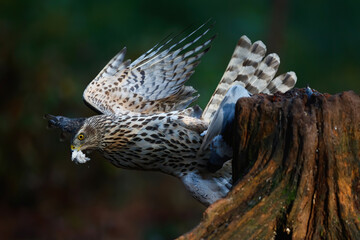 Northern Goshawk  (Accipiter gentilis) sitting on a branch  ready for take off in the forest of Noord Brabant in the Netherlands. 