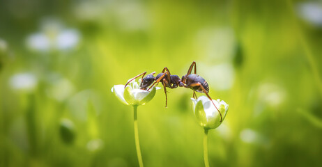 ant in the meadow drinks nectar from a white flower - Powered by Adobe