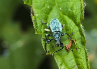 Close up of a bug on a leaf, (Phyllobius (Metaphyllobius) pomaceus) 