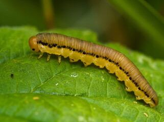 Close up of a caterpillar
