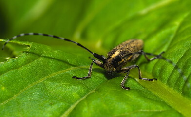 Bug on a leaf, Beetle, (Agapanthia villosoviridescens)