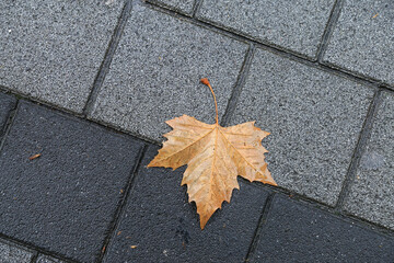 Dry maple leaf on the pavement in rainy day