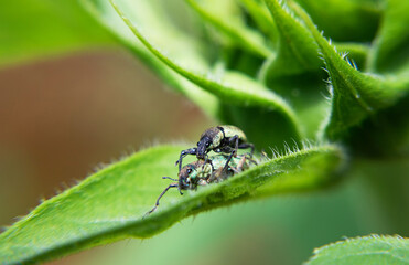 Beetles / Insects / Bugs: Banded Jewel Beetle mating on a leaf. Conception close up.