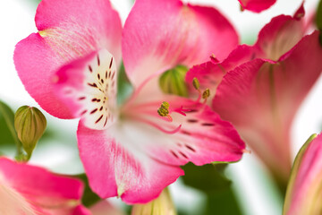 Alstroemeria flowers