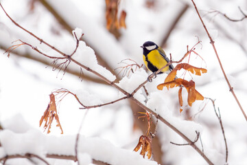 tit bird sits on a snowy maple branch in winter
