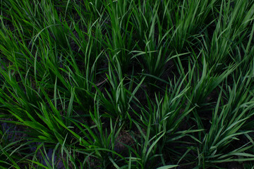 rice tree background