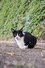 グリーンカーテンとネコ