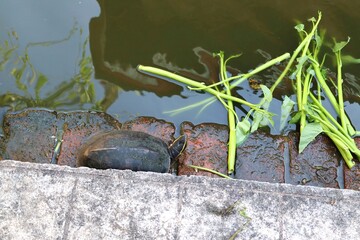 Turtles eating morning glory on water surface in the pond closeup.