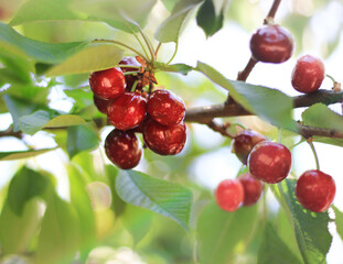 red berries on a branch tree, garden 