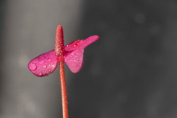 Anthurium cavalli flower with drops of water, on a gray background. Anthurium - a decorative indoor...