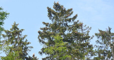 Seeadlerpaar auf hohen Baumwipfeln