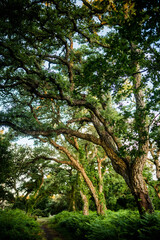 cork oak forest at dawn